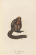 Le Saki - Jean-Baptiste Audebert — artwork view
