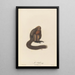 Le Saki - Jean-Baptiste Audebert — framed artwork on a wall