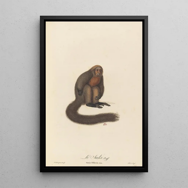 Le Saki - Jean-Baptiste Audebert — framed artwork on a wall