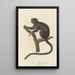 Le Tamarin - Jean-Baptiste Audebert — framed artwork on a wall