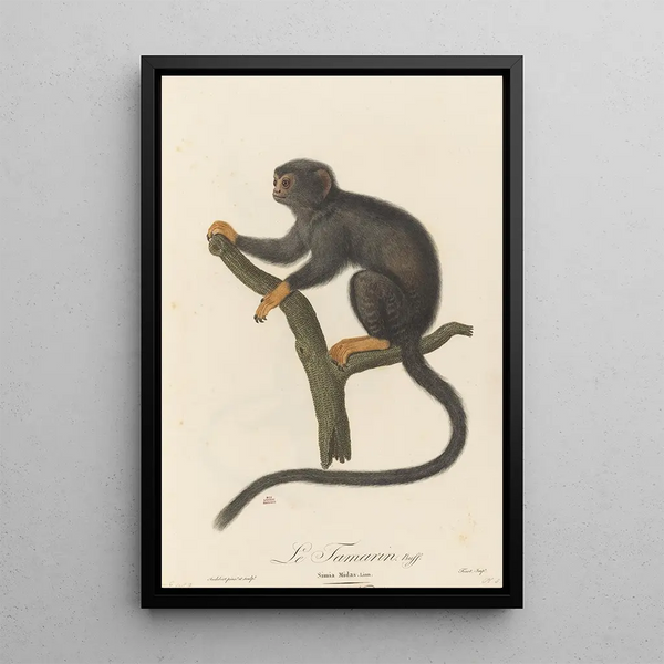 Le Tamarin - Jean-Baptiste Audebert — framed artwork on a wall