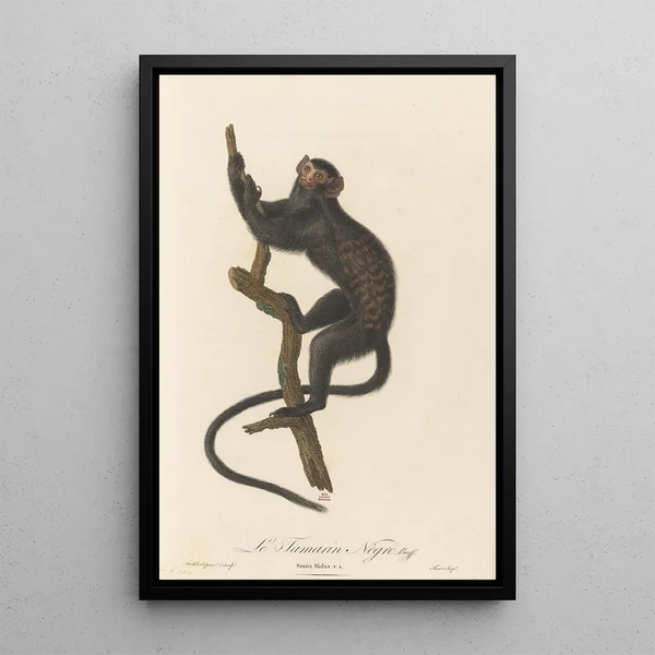 The Black Tamarind - Jean-Baptiste Audebert — framed artwork on a wall