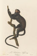 The Black Tamarind - Jean-Baptiste Audebert — artwork view