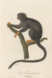 Le Tamarin - Jean-Baptiste Audebert — artwork view