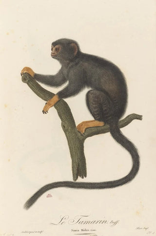 JeanBaptiste Audebert - Le Tamarin.webp