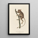 The Tarsier - Jean-Baptiste Audebert — framed artwork on a wall