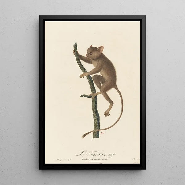 The Tarsier - Jean-Baptiste Audebert — framed artwork on a wall