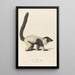 Le Vari - Jean-Baptiste Audebert — framed artwork on a wall