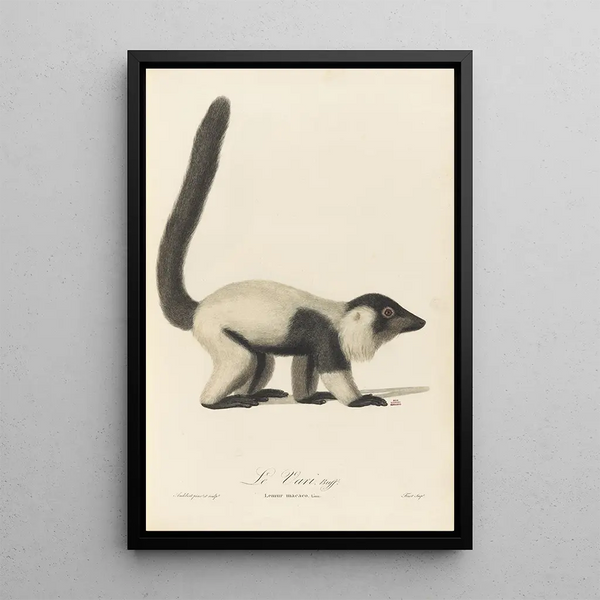 Le Vari - Jean-Baptiste Audebert — framed artwork on a wall