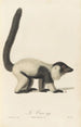 Le Vari - Jean-Baptiste Audebert — artwork view