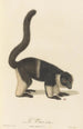 Le Vari varié a - Jean-Baptiste Audebert — artwork view