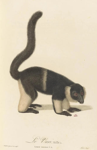 JeanBaptiste Audebert - Le Vari varit a.webp