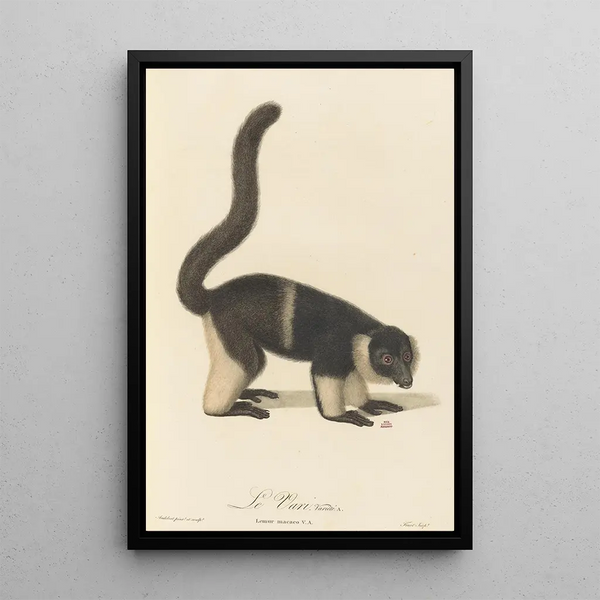Le Vari varié a - Jean-Baptiste Audebert — framed artwork on a wall
