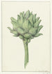 Artichoke - Jean Bernard — artwork view