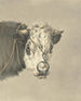 Head of a cow with a ring in its nose seen from the front - Jean Bernard — artwork view