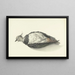 Vanneau mort couché - Jean Bernard — framed artwork on a wall