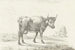 Cow walking to the right - Jean Bernard — artwork view