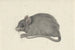 Mouse to the Left - Jean Bernard — artwork view