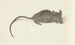 Mouse to the right - Jean Bernard — artwork view
