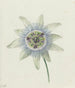 Flower of Passion - Jean Bernard — artwork view