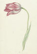 Tulip pink - Jean Bernard — artwork view