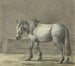 a standing horse in a stable, viewed from the left - Jean Bernard — artwork view