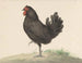 Black Hen Standing - Jean Bernard — artwork view