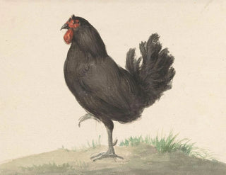 Black Hen Standing - Jean Bernard — artwork view