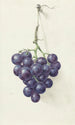 Three clusters of blue grapes - Jean Bernard — artwork view