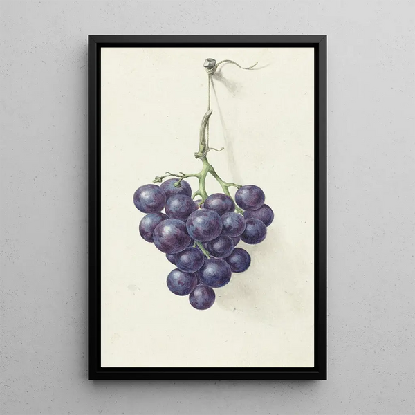 Three clusters of blue grapes - Jean Bernard — framed artwork on a wall