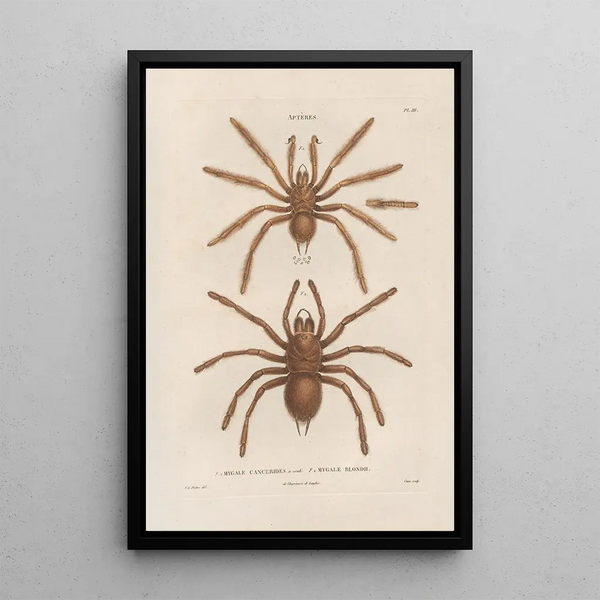 Insects collected in Africa and America Pl01 - Jean Gabriel Prêtre — framed artwork on a wall
