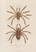 Insects collected in Africa and America Pl01 - Jean Gabriel Prêtre — artwork view