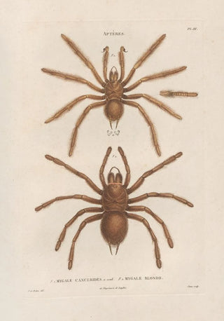 Jean Gabriel Pretre - Insectes recueillis en Afrique et en Amrique Pl01.webp