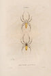 Insects collected in Africa and America Pl02 - Jean Gabriel Prêtre — artwork view