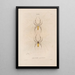 Insects collected in Africa and America Pl02 - Jean Gabriel Prêtre — framed artwork on a wall