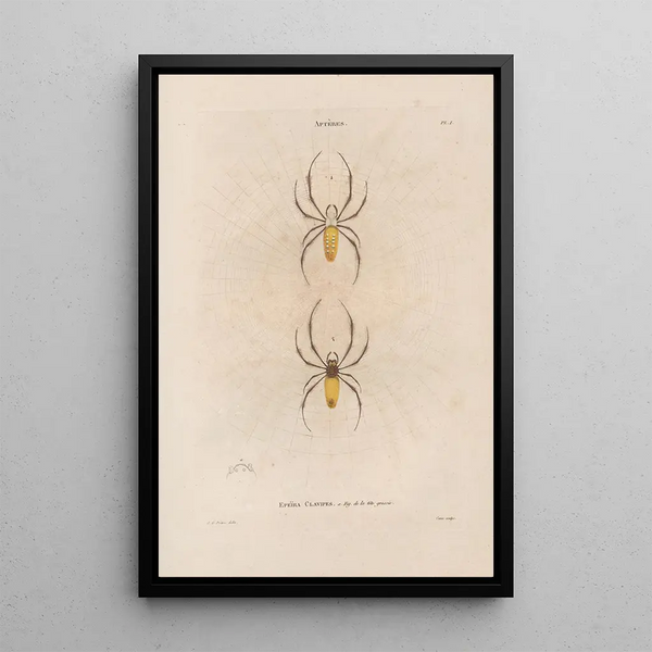 Insects collected in Africa and America Pl02 - Jean Gabriel Prêtre — framed artwork on a wall