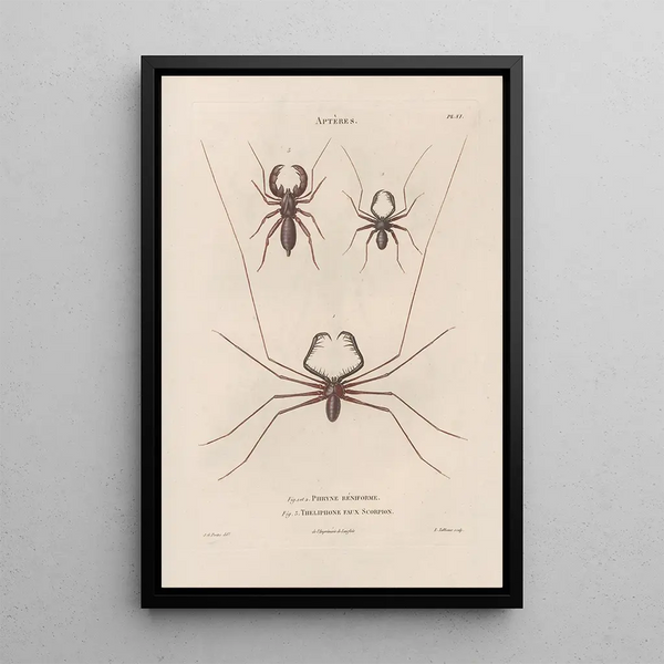 Insects collected in Africa and America Pl03 - Jean Gabriel Prêtre — framed artwork on a wall