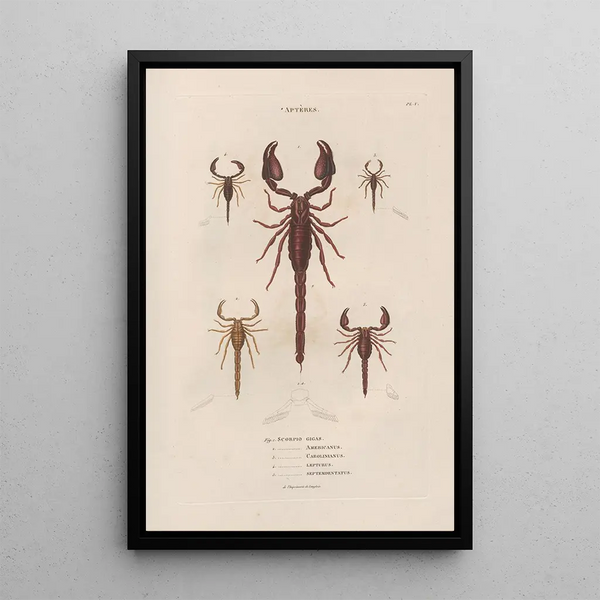 Insects collected in Africa and America Pl04 - Jean Gabriel Prêtre — framed artwork on a wall