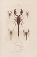 Insects collected in Africa and America Pl04 - Jean Gabriel Prêtre — artwork view