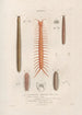 Insects collected in Africa and America Pl05 - Jean Gabriel Prêtre — artwork view