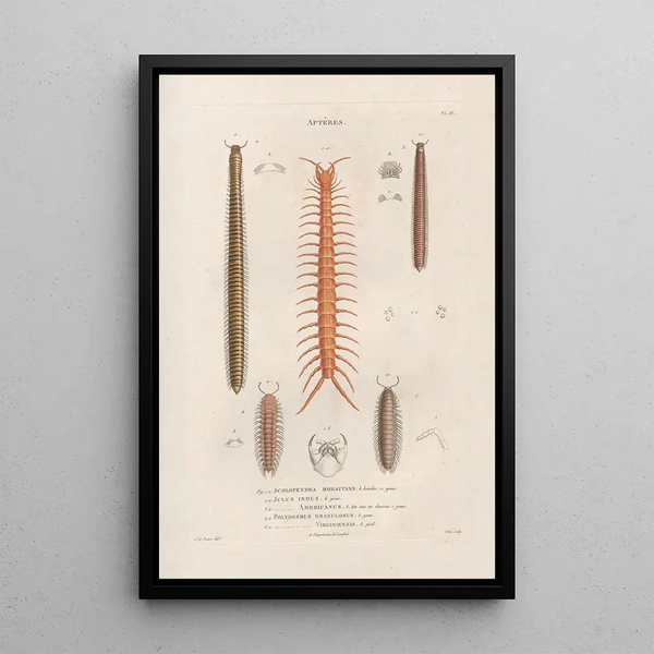 Insects collected in Africa and America Pl05 - Jean Gabriel Prêtre — framed artwork on a wall