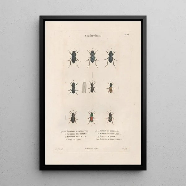 Insects collected in Africa and America Pl06 - Jean Gabriel Prêtre — framed artwork on a wall