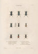 Insects collected in Africa and America Pl06 - Jean Gabriel Prêtre — artwork view