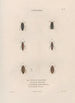 Insects collected in Africa and America Pl07 - Jean Gabriel Prêtre — artwork view