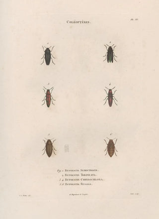 Jean Gabriel Pretre - Insectes recueillis en Afrique et en Amrique Pl07.webp