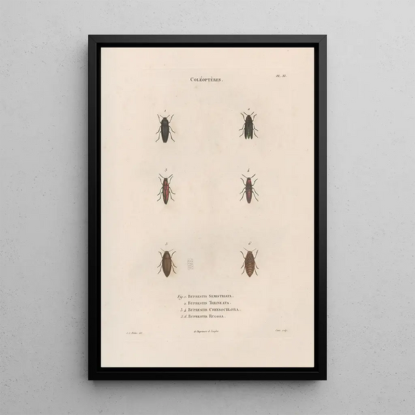 Insects collected in Africa and America Pl07 - Jean Gabriel Prêtre — framed artwork on a wall