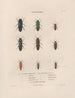 Insects collected in Africa and America Pl08 - Jean Gabriel Prêtre — artwork view