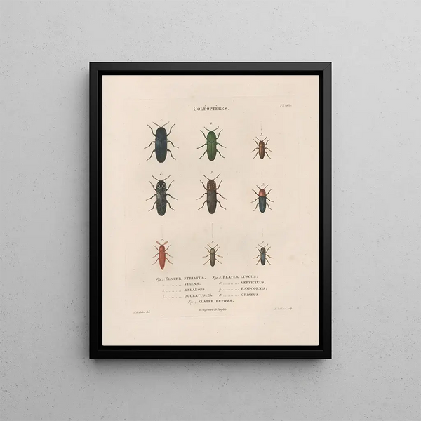 Insects collected in Africa and America Pl08 - Jean Gabriel Prêtre — framed artwork on a wall