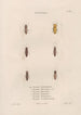 Insects collected in Africa and America Pl09 - Jean Gabriel Prêtre — artwork view