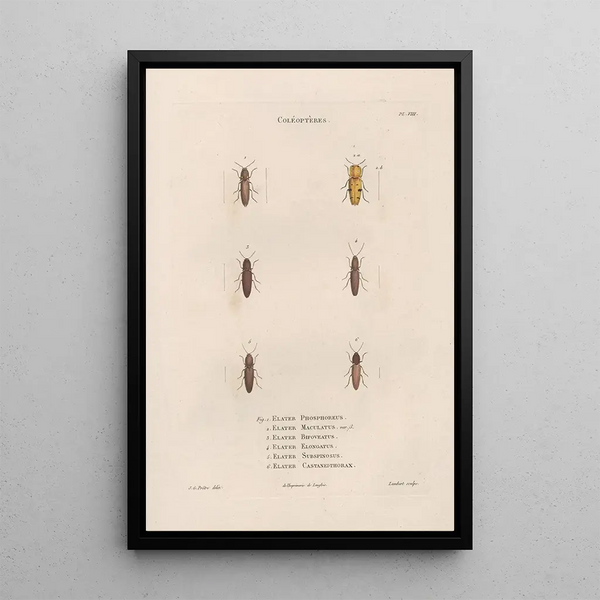 Insects collected in Africa and America Pl09 - Jean Gabriel Prêtre — framed artwork on a wall